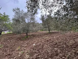 Balıkesir Edremit Karayoluna Cepheli 4 Dönüm Tarla