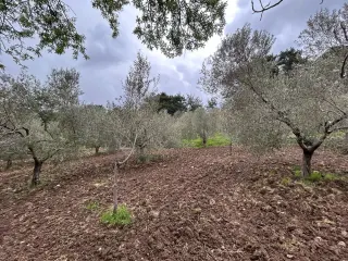 Balıkesir Edremit Karayoluna Cepheli 4 Dönüm Tarla