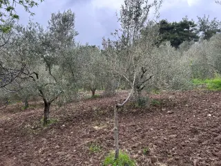 Balıkesir Edremit Karayoluna Cepheli 4 Dönüm Tarla