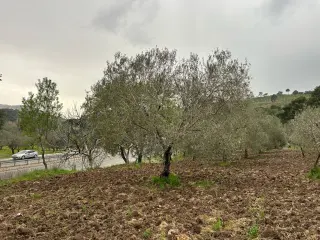 Balıkesir Edremit Karayoluna Cepheli 4 Dönüm Tarla