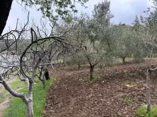 Balıkesir Edremit Karayoluna Cepheli 4 Dönüm Tarla