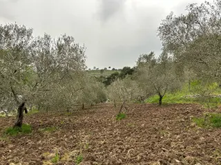 Balıkesir Edremit Karayoluna Cepheli 4 Dönüm Tarla