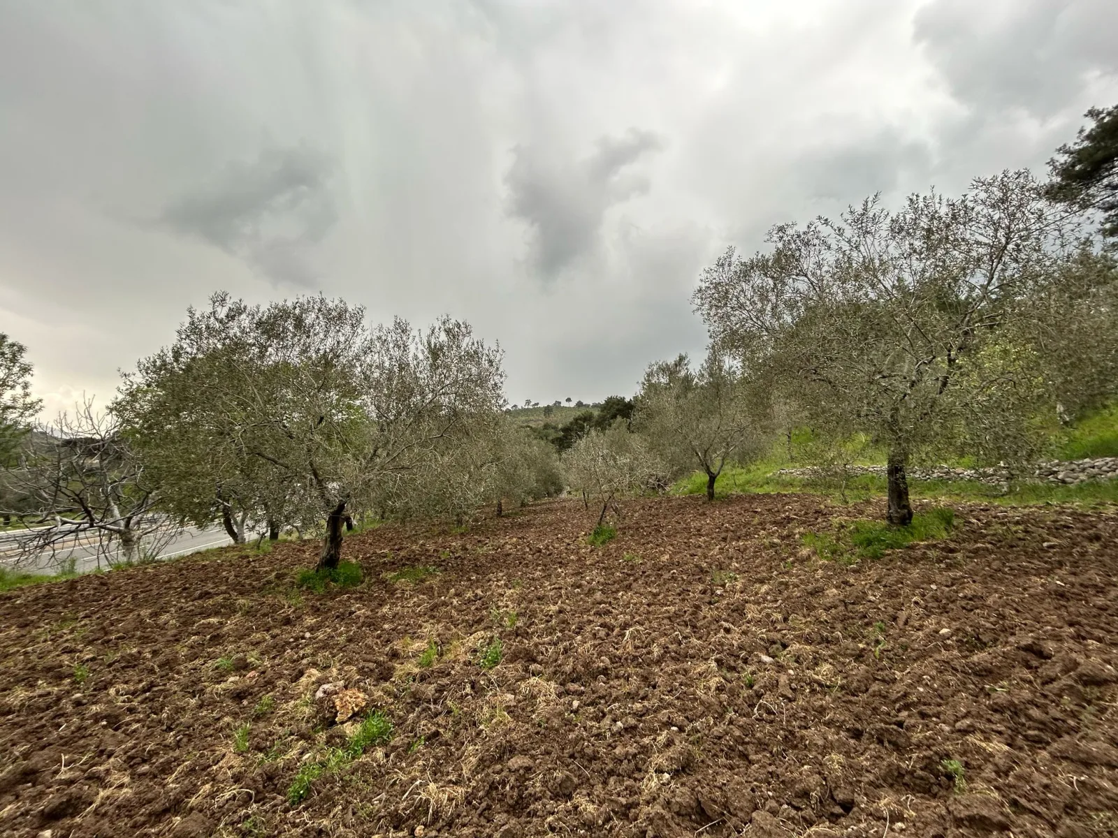 Balıkesir Edremit Karayoluna Cepheli 4 Dönüm Tarla