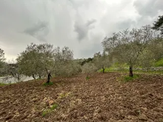 Balıkesir Edremit Karayoluna Cepheli 4 Dönüm Tarla