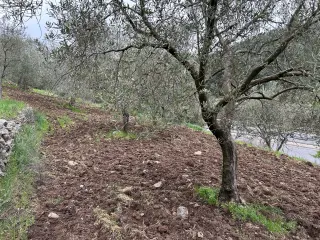 Balıkesir Edremit Karayoluna Cepheli 4 Dönüm Tarla