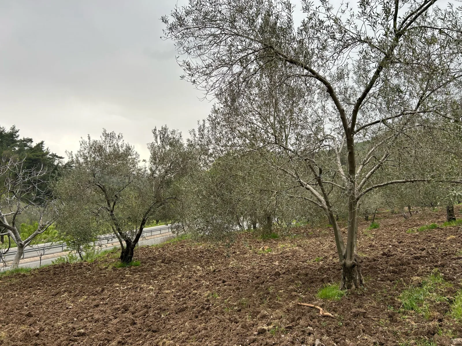 Balıkesir Edremit Karayoluna Cepheli 4 Dönüm Tarla
