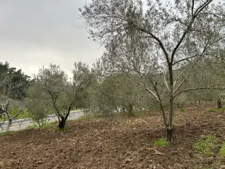 Balıkesir Edremit Karayoluna Cepheli 4 Dönüm Tarla