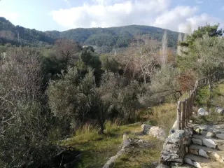 Kızılkeçili 'de Satılık 3 Dönüm Harika Zeytinlik