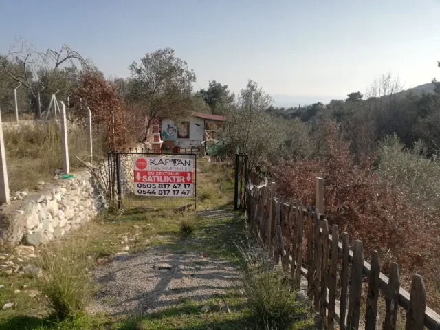 Kızılkeçili 'de Satılık 3 Dönüm Harika Zeytinlik