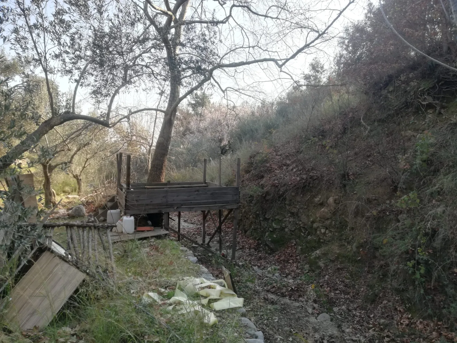 Kızılkeçili 'de Satılık 3 Dönüm Harika Zeytinlik