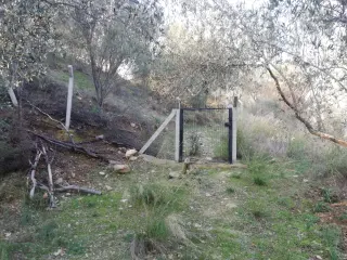Kızılkeçili 'de Satılık 3 Dönüm Harika Zeytinlik