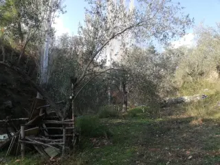 Kızılkeçili 'de Satılık 3 Dönüm Harika Zeytinlik