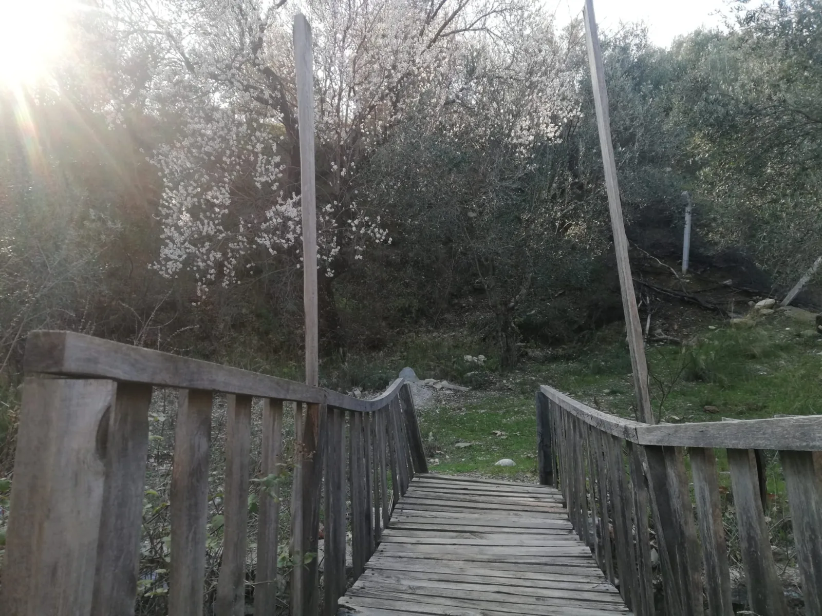 Kızılkeçili 'de Satılık 3 Dönüm Harika Zeytinlik