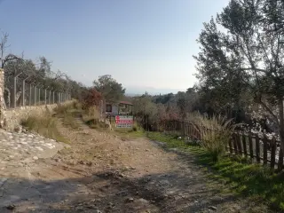 Kızılkeçili 'de Satılık 3 Dönüm Harika Zeytinlik