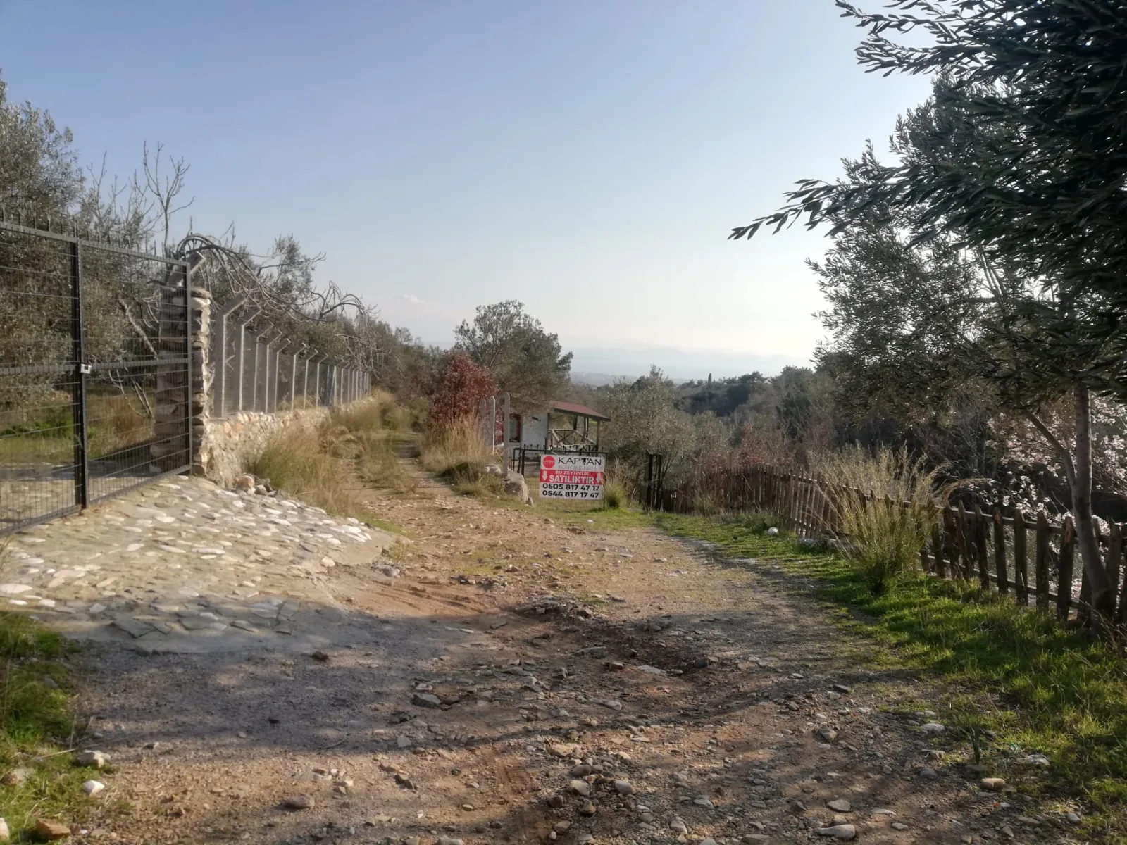 Kızılkeçili 'de Satılık 3 Dönüm Harika Zeytinlik