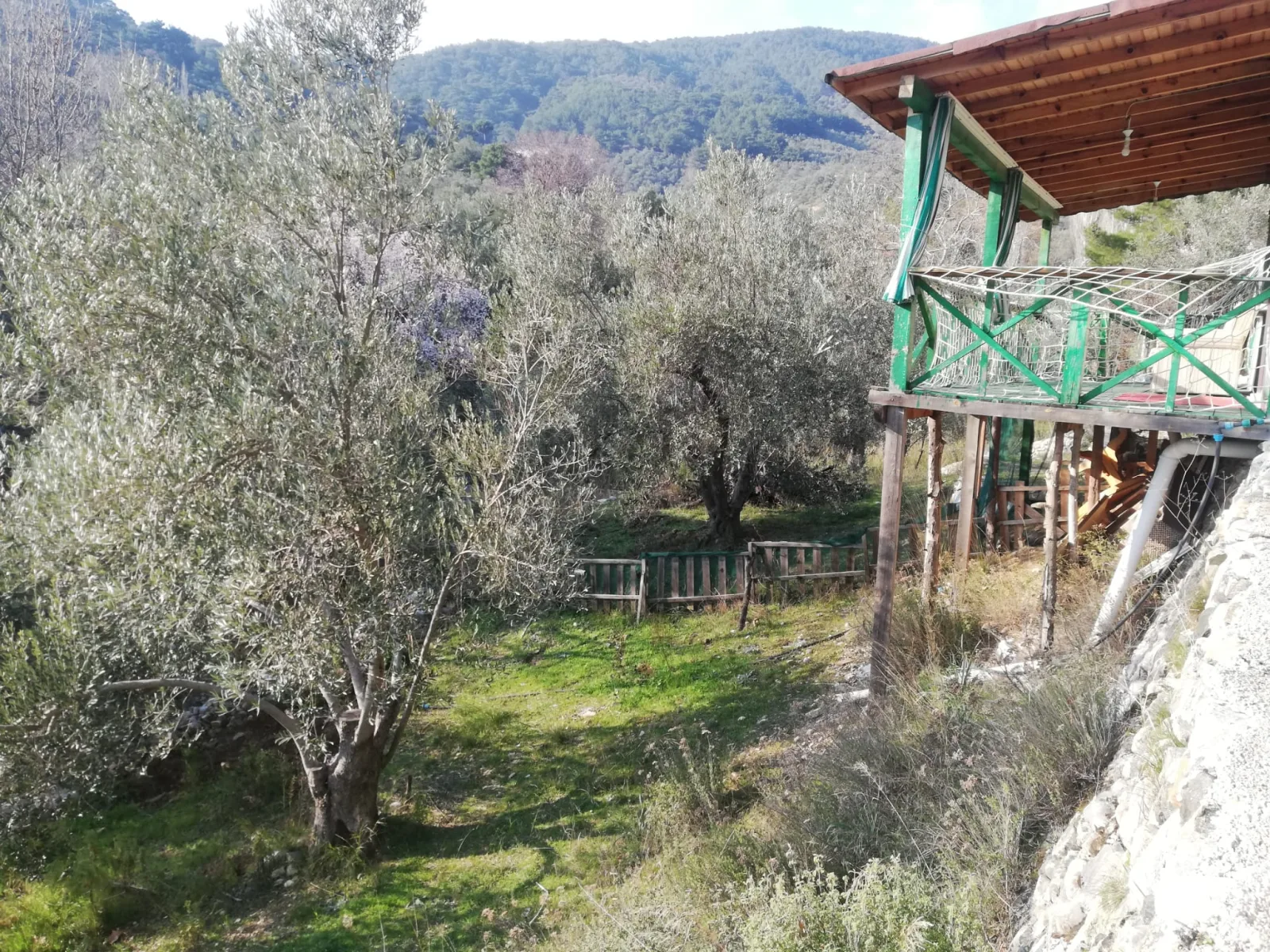 Kızılkeçili 'de Satılık 3 Dönüm Harika Zeytinlik