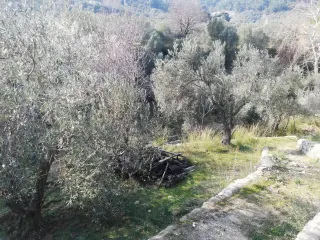 Kızılkeçili 'de Satılık 3 Dönüm Harika Zeytinlik