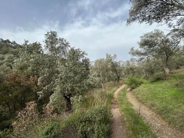 KARAAĞAÇ’TA SATILIK 9.724 M² ZEYTİNLİK, DERMAN KAPLICALARINA 300 Metre