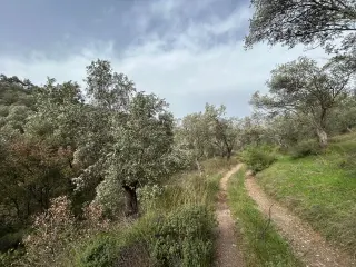 KARAAĞAÇ’TA SATILIK 9.724 M² ZEYTİNLİK, DERMAN KAPLICALARINA 300 Metre