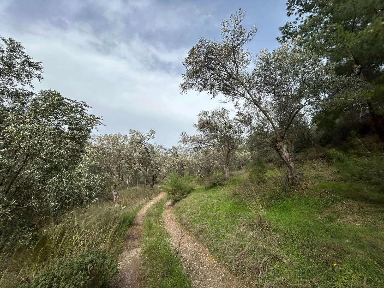 KARAAĞAÇ’TA SATILIK 9.724 M² ZEYTİNLİK, DERMAN KAPLICALARINA 300 Metre