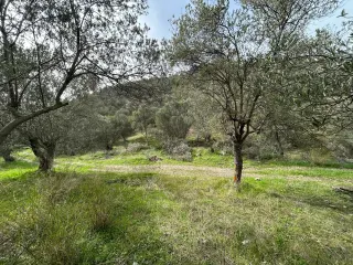 KARAAĞAÇ’TA SATILIK 9.724 M² ZEYTİNLİK, DERMAN KAPLICALARINA 300 Metre