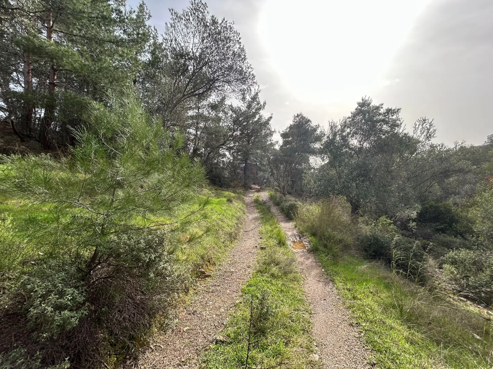 KARAAĞAÇ’TA SATILIK 9.724 M² ZEYTİNLİK, DERMAN KAPLICALARINA 300 Metre