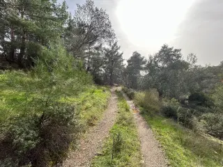 KARAAĞAÇ’TA SATILIK 9.724 M² ZEYTİNLİK, DERMAN KAPLICALARINA 300 Metre