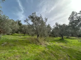 KARAAĞAÇ’TA SATILIK 9.724 M² ZEYTİNLİK, DERMAN KAPLICALARINA 300 Metre