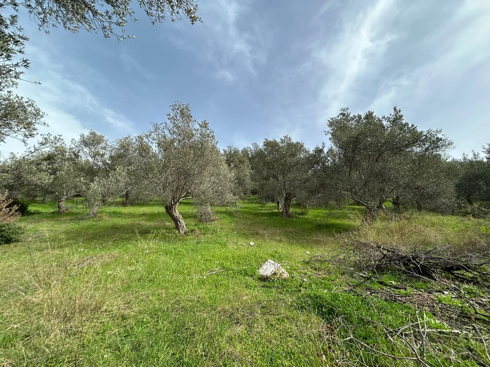KARAAĞAÇ’TA SATILIK 9.724 M² ZEYTİNLİK, DERMAN KAPLICALARINA 300 Metre