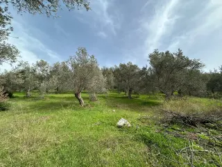 KARAAĞAÇ’TA SATILIK 9.724 M² ZEYTİNLİK, DERMAN KAPLICALARINA 300 Metre