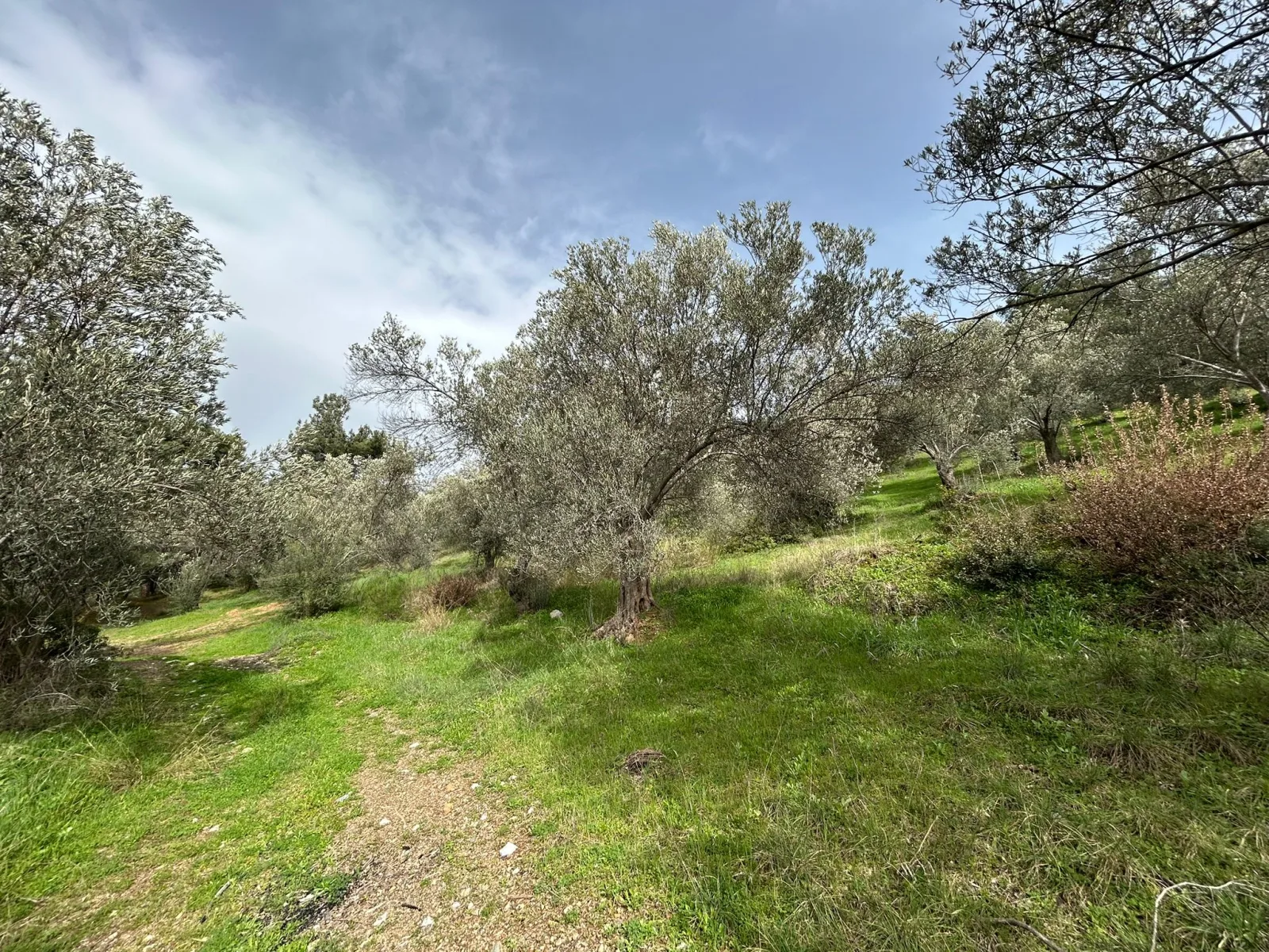 KARAAĞAÇ’TA SATILIK 9.724 M² ZEYTİNLİK, DERMAN KAPLICALARINA 300 Metre