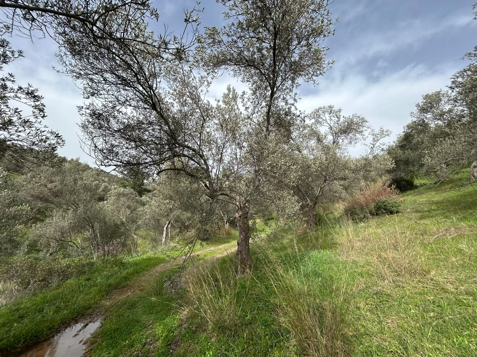 KARAAĞAÇ’TA SATILIK 9.724 M² ZEYTİNLİK, DERMAN KAPLICALARINA 300 Metre