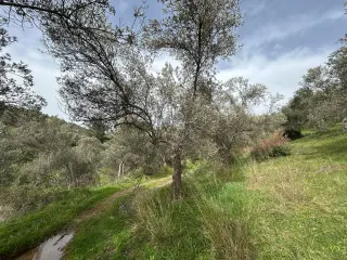 KARAAĞAÇ’TA SATILIK 9.724 M² ZEYTİNLİK, DERMAN KAPLICALARINA 300 Metre