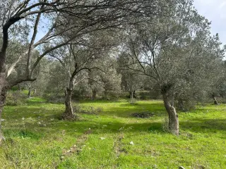 KARAAĞAÇ’TA SATILIK 9.724 M² ZEYTİNLİK, DERMAN KAPLICALARINA 300 Metre