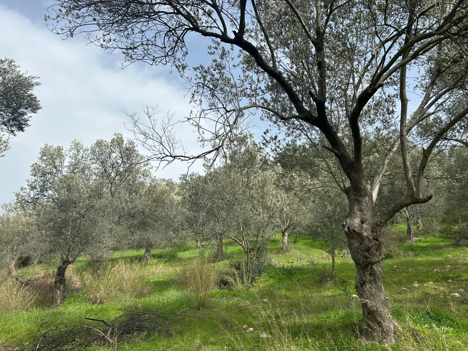 KARAAĞAÇ’TA SATILIK 9.724 M² ZEYTİNLİK, DERMAN KAPLICALARINA 300 Metre