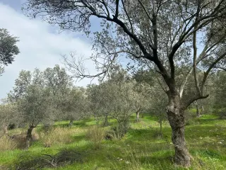 KARAAĞAÇ’TA SATILIK 9.724 M² ZEYTİNLİK, DERMAN KAPLICALARINA 300 Metre