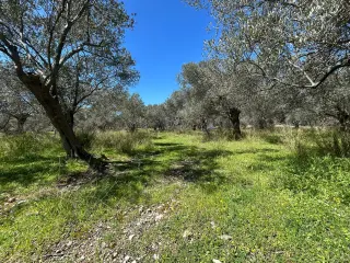 Doğa ile iç içe, yatırım değeri yüksek SATILIK ARSA