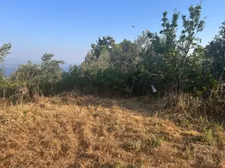 BALIKESİR EDREMİT ARITAŞI MAHALLESİ'NDE SATILIK 3.727 m² ZEYTİNLİK