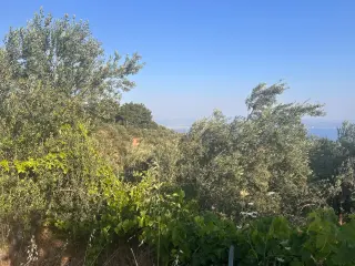 BALIKESİR EDREMİT ARITAŞI MAHALLESİ'NDE SATILIK 3.727 m² ZEYTİNLİK