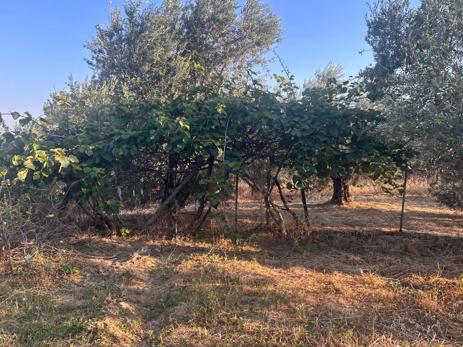 BALIKESİR EDREMİT ARITAŞI MAHALLESİ'NDE SATILIK 3.727 m² ZEYTİNLİK