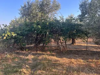 BALIKESİR EDREMİT ARITAŞI MAHALLESİ'NDE SATILIK 3.727 m² ZEYTİNLİK