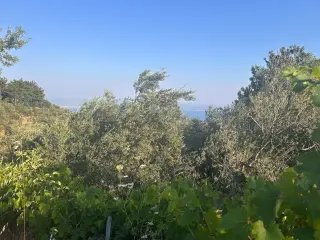 BALIKESİR EDREMİT ARITAŞI MAHALLESİ'NDE SATILIK 3.727 m² ZEYTİNLİK