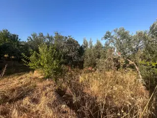 BALIKESİR EDREMİT ARITAŞI MAHALLESİ'NDE SATILIK 3.727 m² ZEYTİNLİK