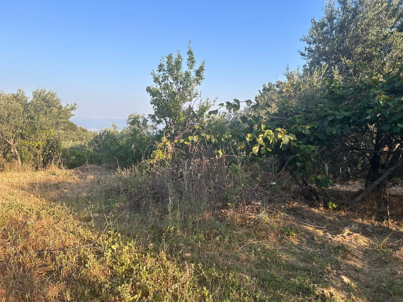 BALIKESİR EDREMİT ARITAŞI MAHALLESİ'NDE SATILIK 3.727 m² ZEYTİNLİK