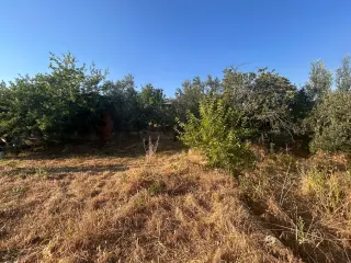 BALIKESİR EDREMİT ARITAŞI MAHALLESİ'NDE SATILIK 3.727 m² ZEYTİNLİK