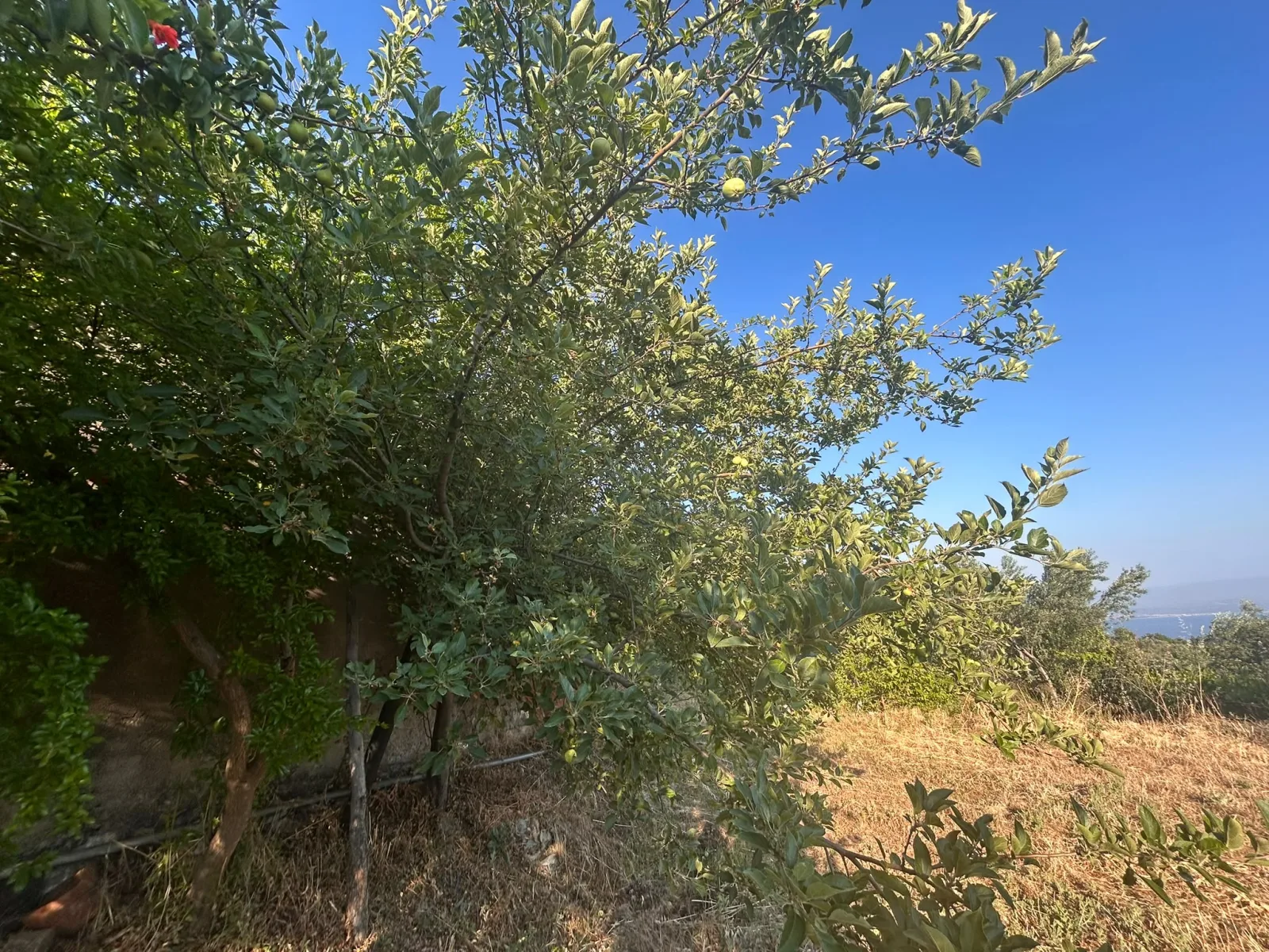 BALIKESİR EDREMİT ARITAŞI MAHALLESİ'NDE SATILIK 3.727 m² ZEYTİNLİK