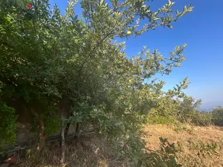 BALIKESİR EDREMİT ARITAŞI MAHALLESİ'NDE SATILIK 3.727 m² ZEYTİNLİK
