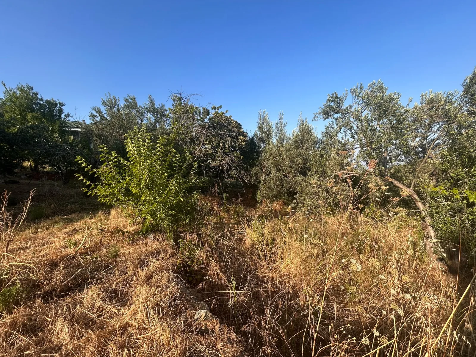 BALIKESİR EDREMİT ARITAŞI MAHALLESİ'NDE SATILIK 3.727 m² ZEYTİNLİK
