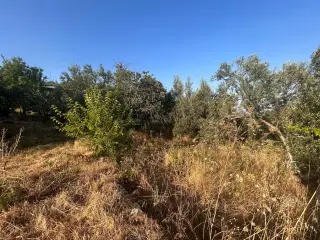 BALIKESİR EDREMİT ARITAŞI MAHALLESİ'NDE SATILIK 3.727 m² ZEYTİNLİK