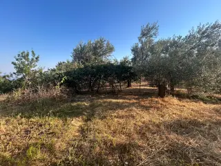 BALIKESİR EDREMİT ARITAŞI MAHALLESİ'NDE SATILIK 3.727 m² ZEYTİNLİK